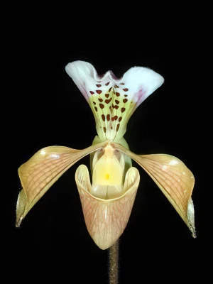 Bild von Paphiopedilum gratrixianum 1